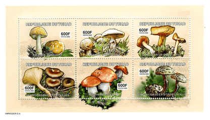 June Mushrooms