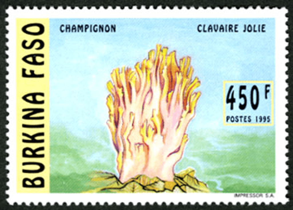 Mushrooms (2586)