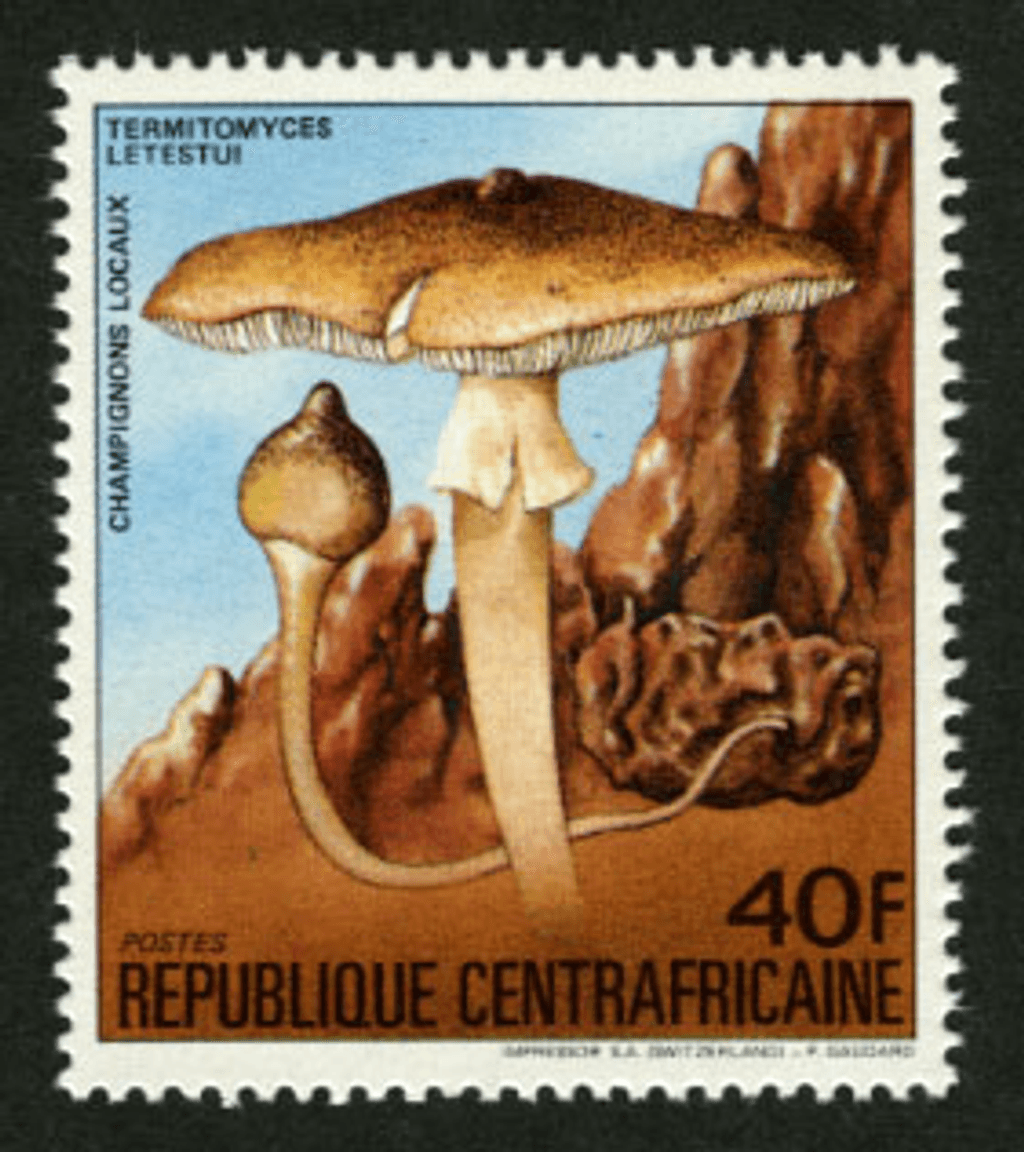 Local Mushrooms 1984