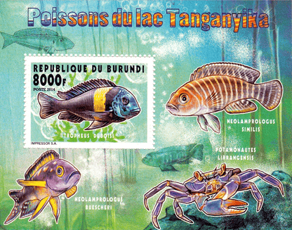 Fish Lake Tanganyika 2025f