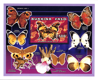 Butterflies (2613)