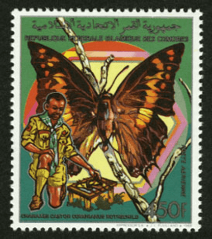 Scouting: Butterflies and Birds