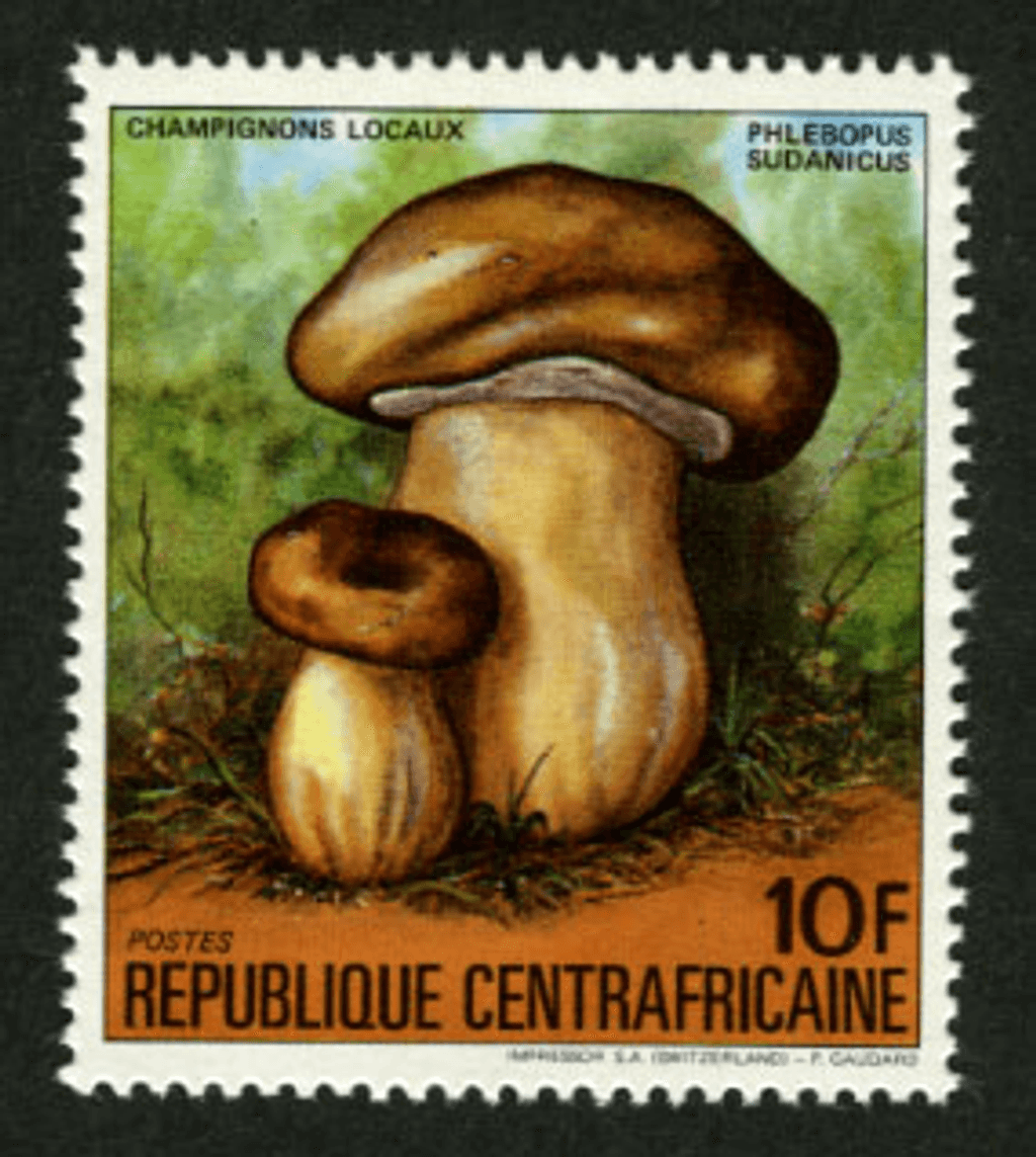 Local Mushrooms 1984