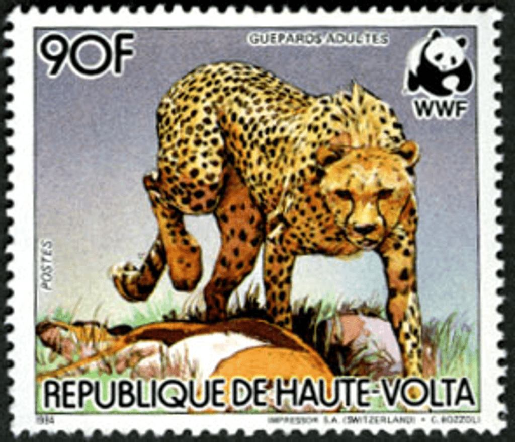 Haute Volta , Animals /Cheetah