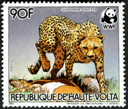 Haute Volta , Animals /Cheetah