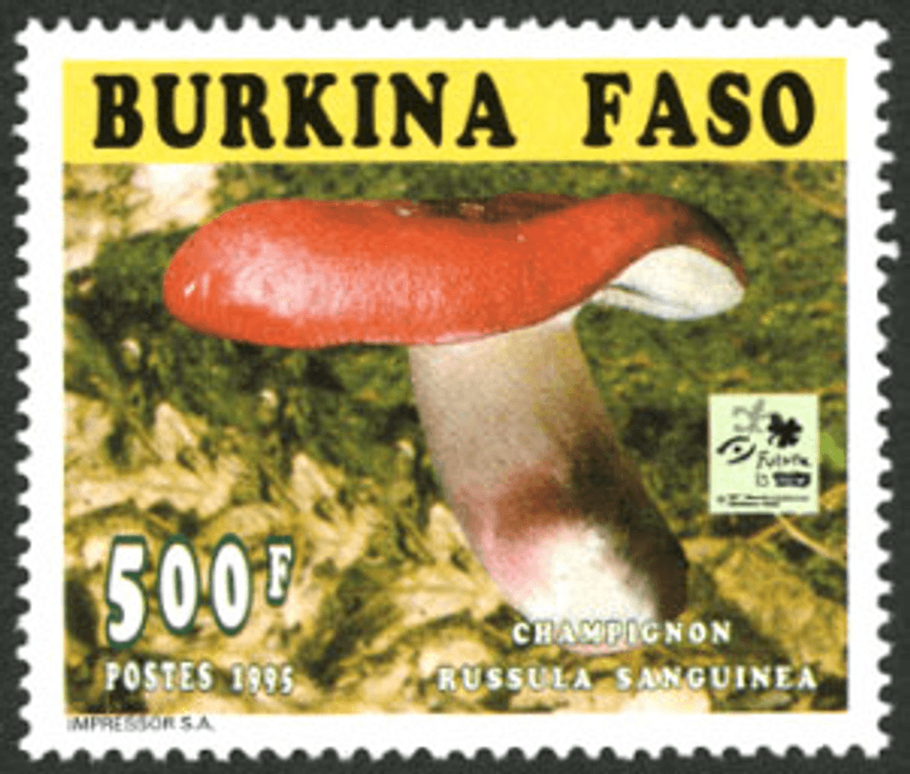 Mushrooms 18th Jamborée Hollande