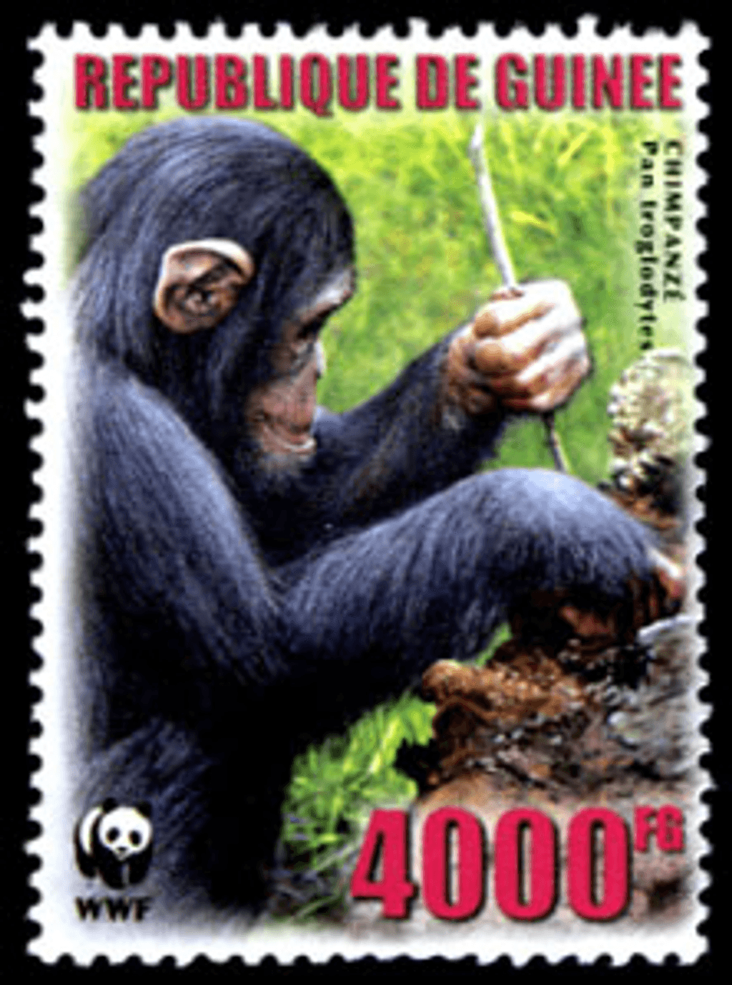 Singes (Chimpanzé WWF)