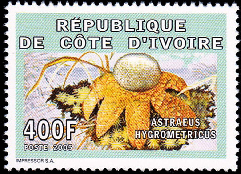 Mushrooms  2005