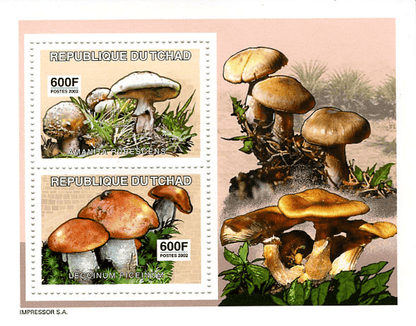 June Mushrooms
