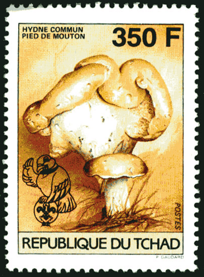 18 th Jamborée Netherland /Mushrooms