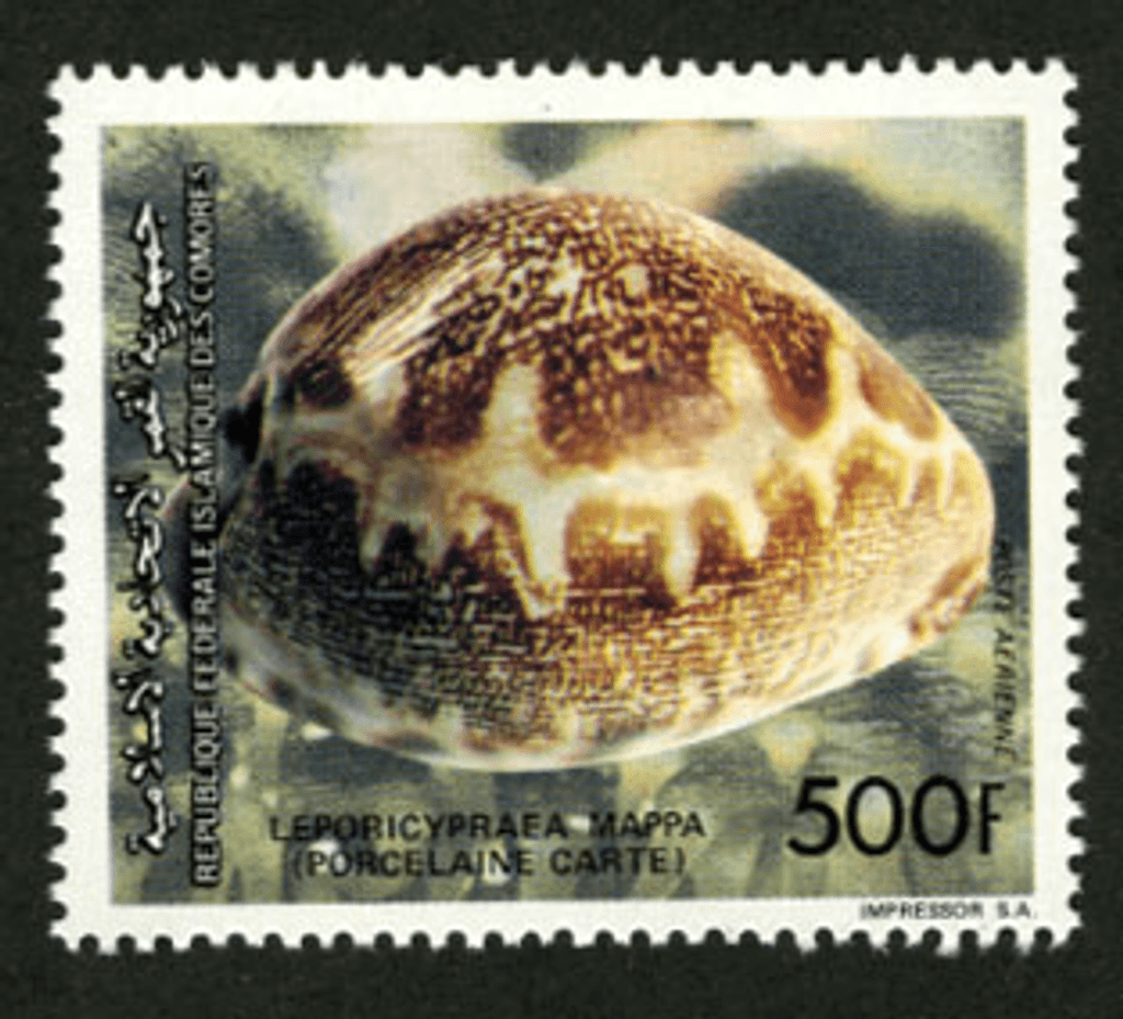 Shells