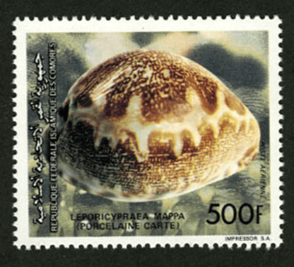 Shells