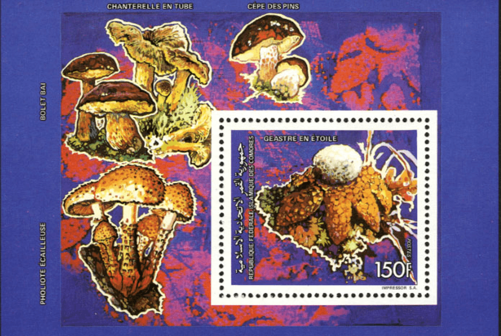 Mushrooms (5607)