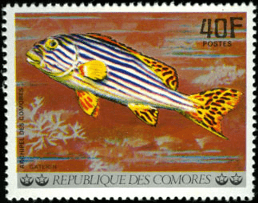 Aquatic Wildlife - Fish