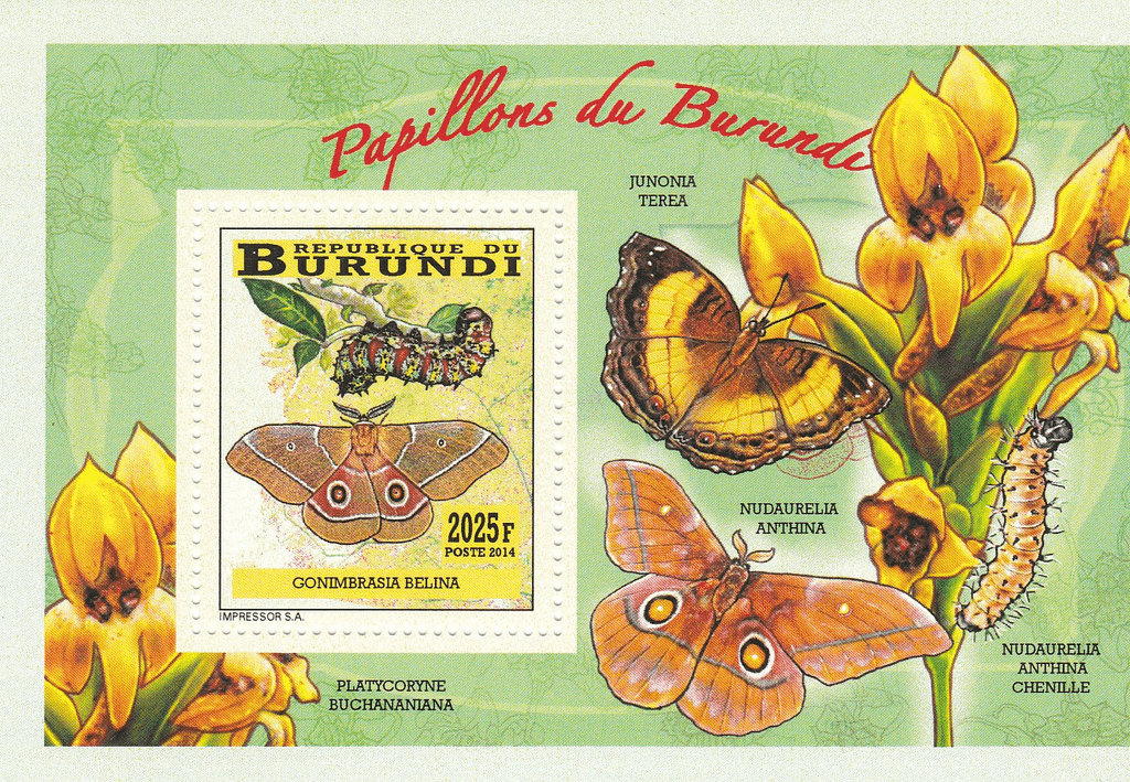 butterflies and caterpillars