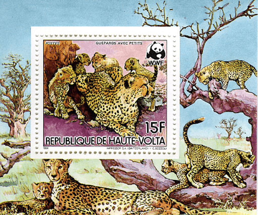 Haute Volta , Animals /Cheetah
