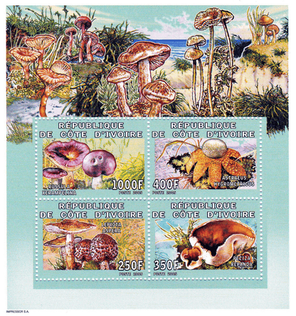 Mushrooms  2005
