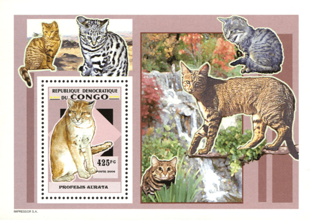 Wild Cats