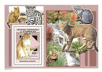 Wild Cats