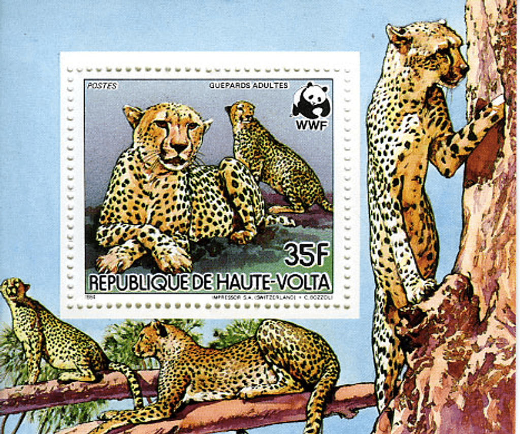 Haute Volta , Animals /Cheetah