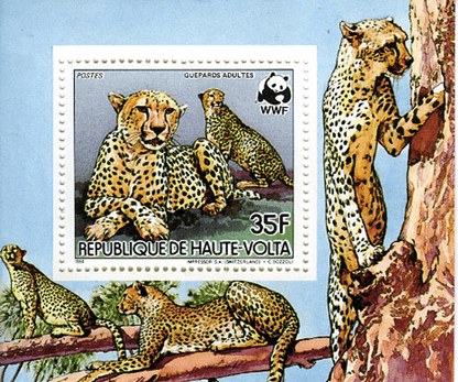 Haute Volta , Animals /Cheetah