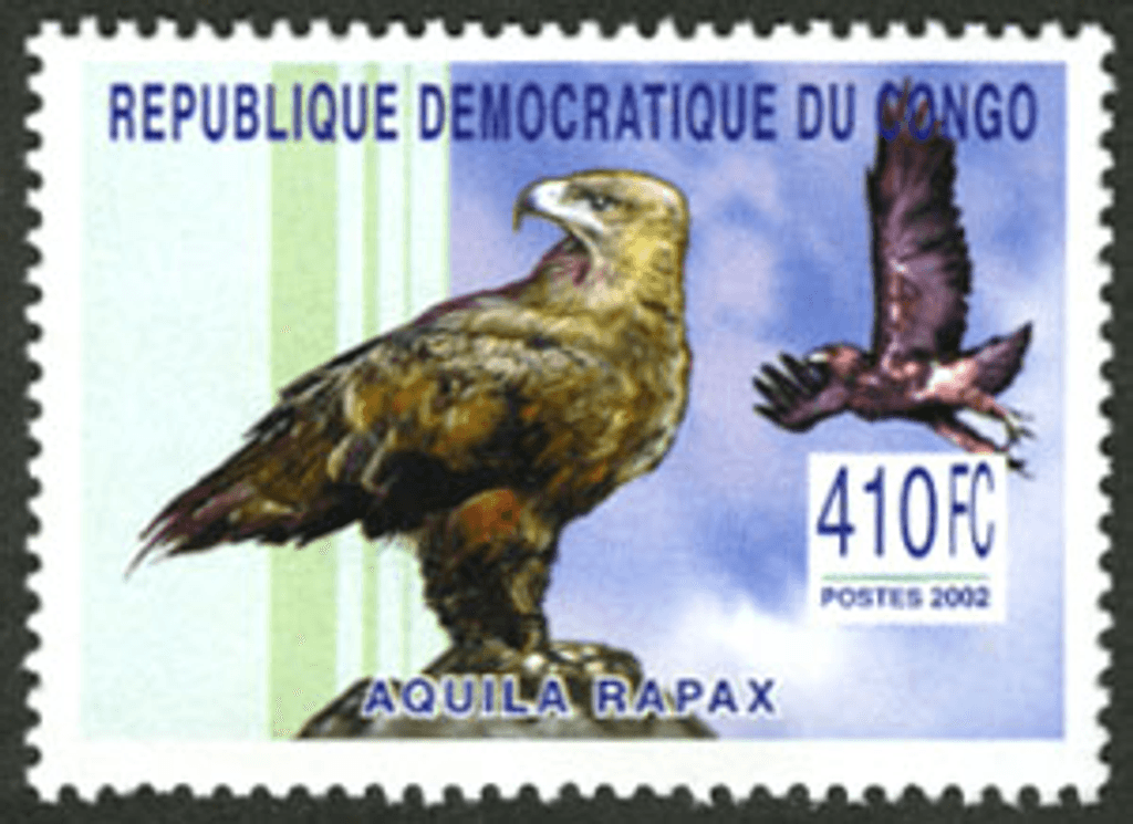 Raptors & Owls