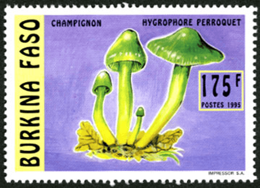 Mushrooms (2586)