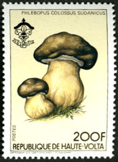 HAUTE VOLTA , Flowers & Mushrooms
