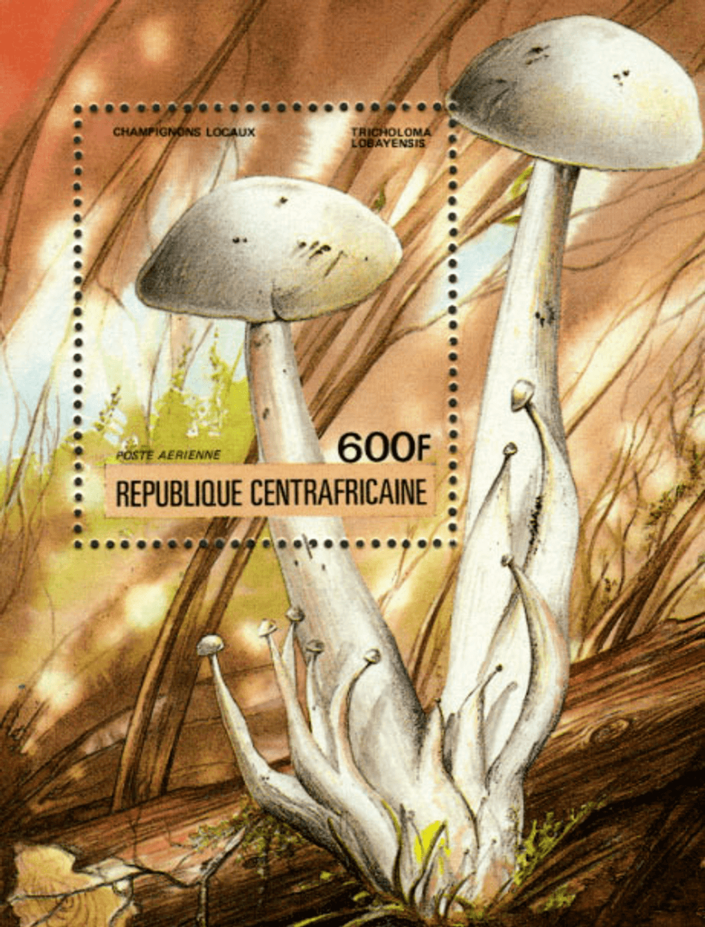 Local Mushrooms 1984