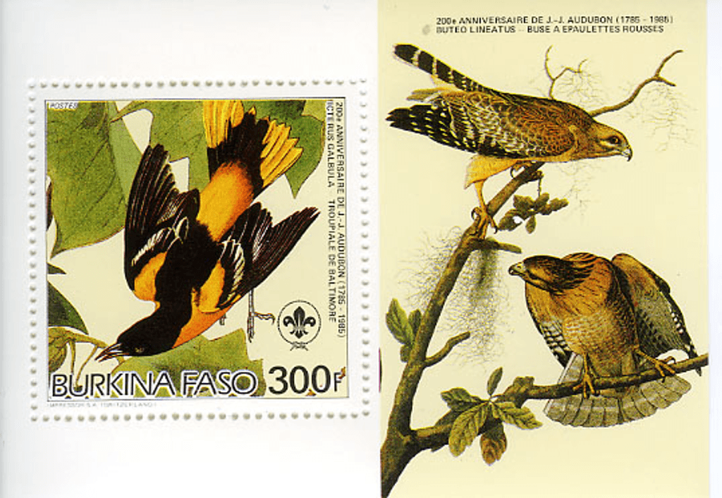 Birds from "JJ Audubon"