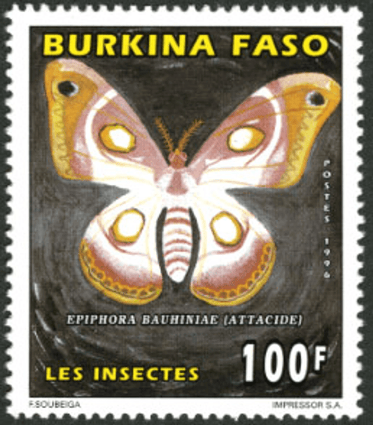 Butterflies / Insect