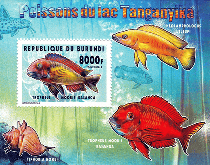 Fish Lake Tanganyika 3090