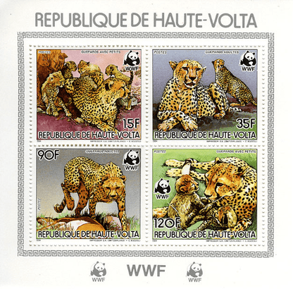 Haute Volta , Animals /Cheetah