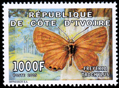 Butterflies  2005