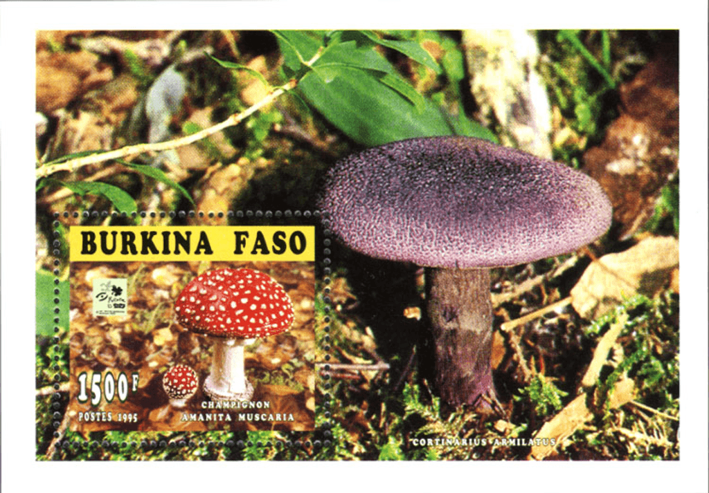 Mushrooms 18th Jamborée Hollande