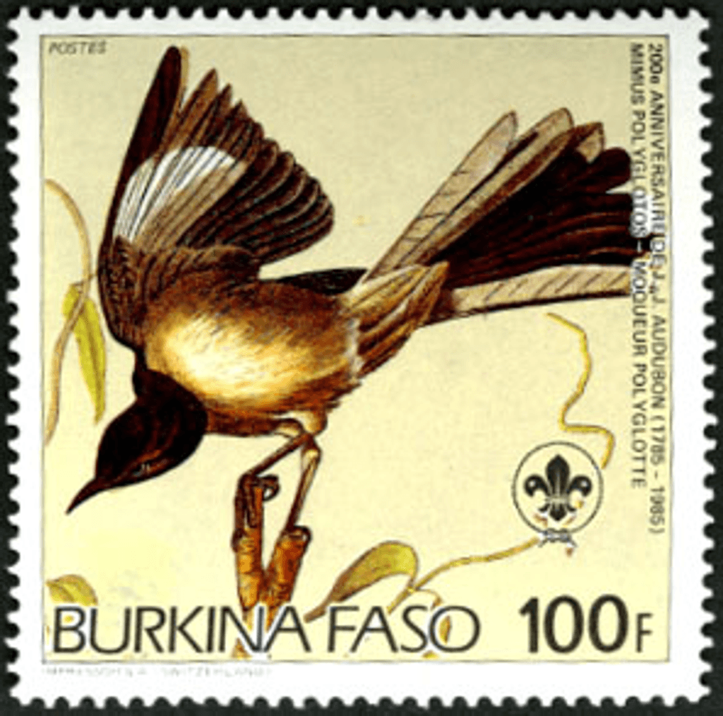Birds from "JJ Audubon"
