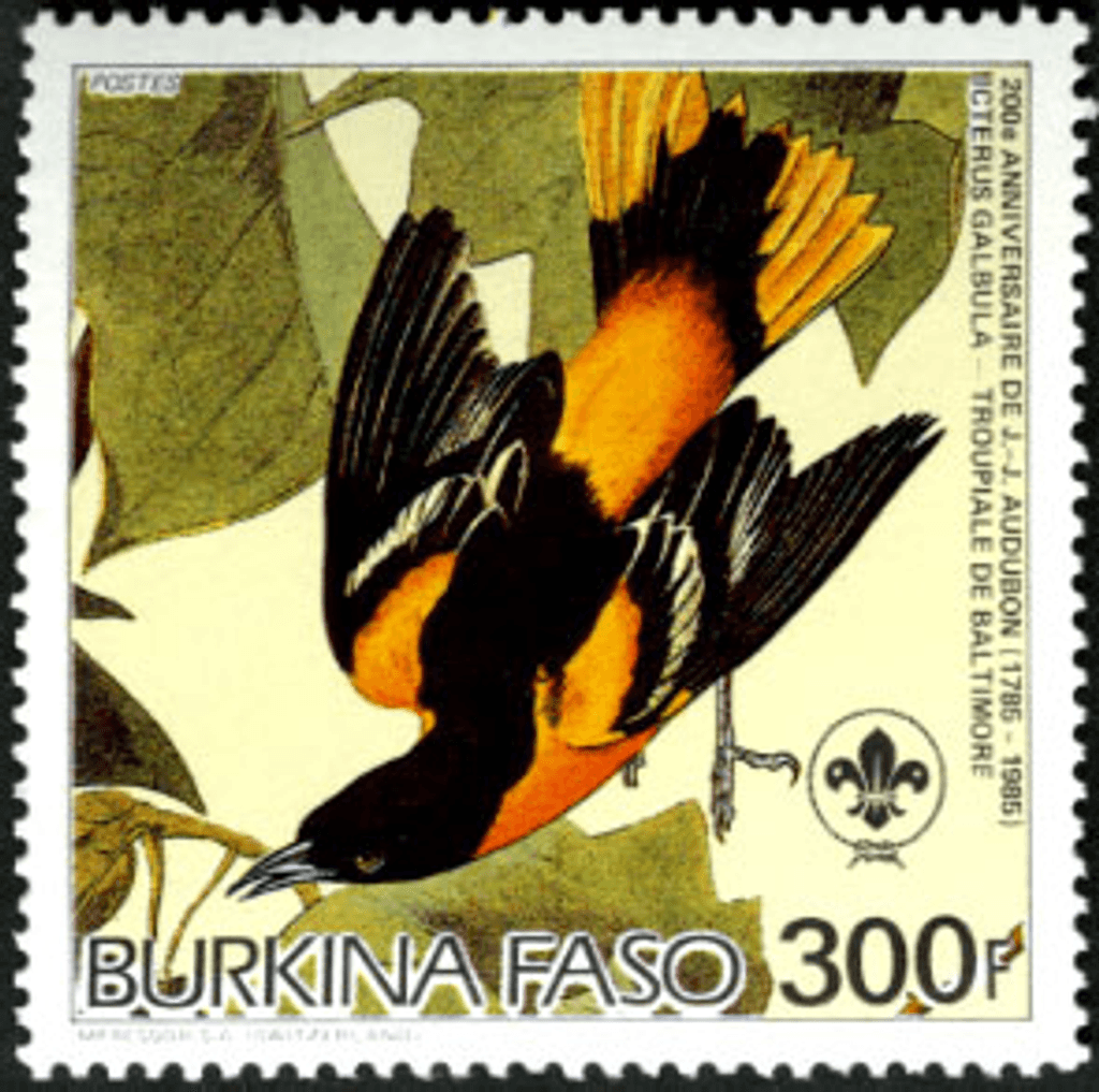 Birds from "JJ Audubon"