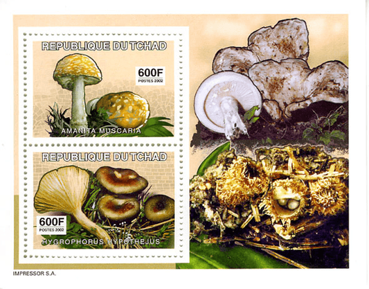 June Mushrooms