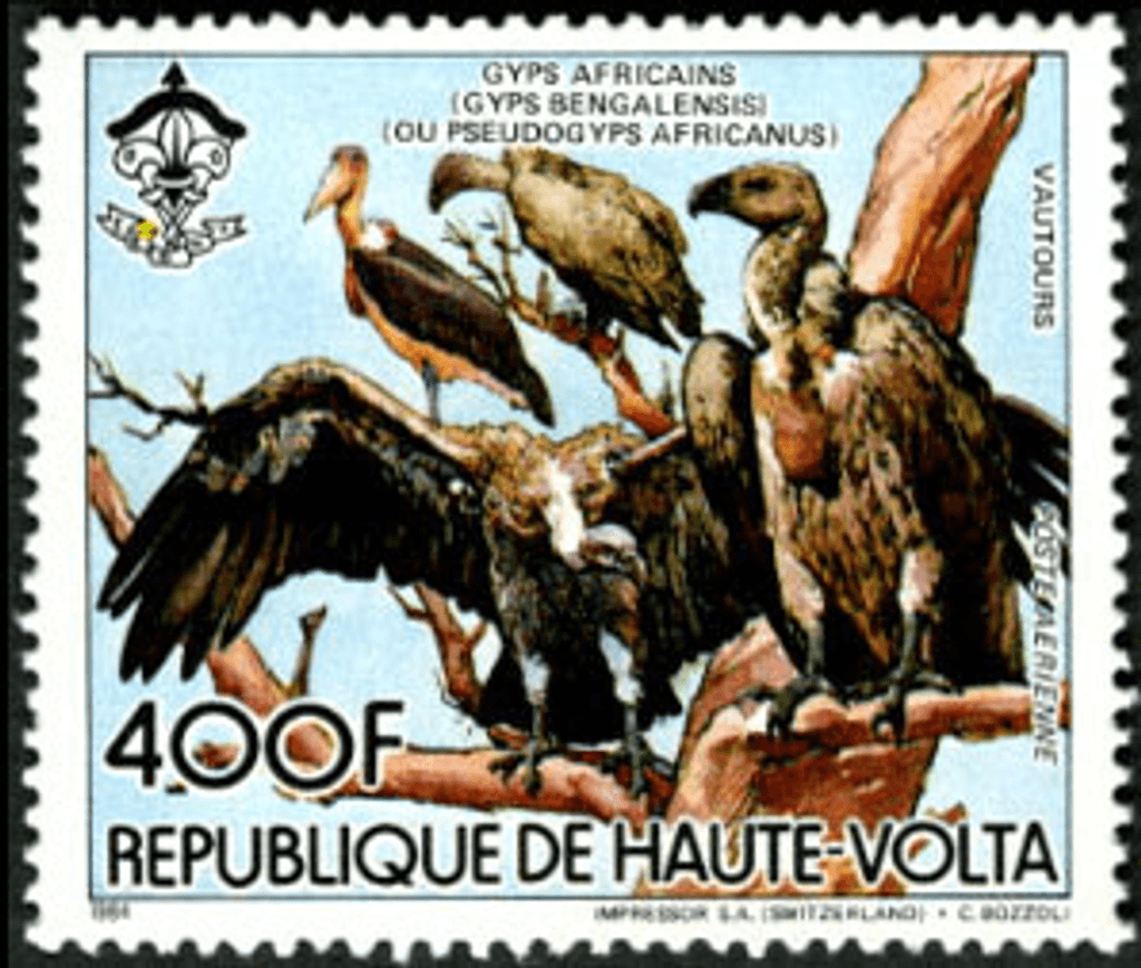 Fauna , Animals Monkeys / Falcon