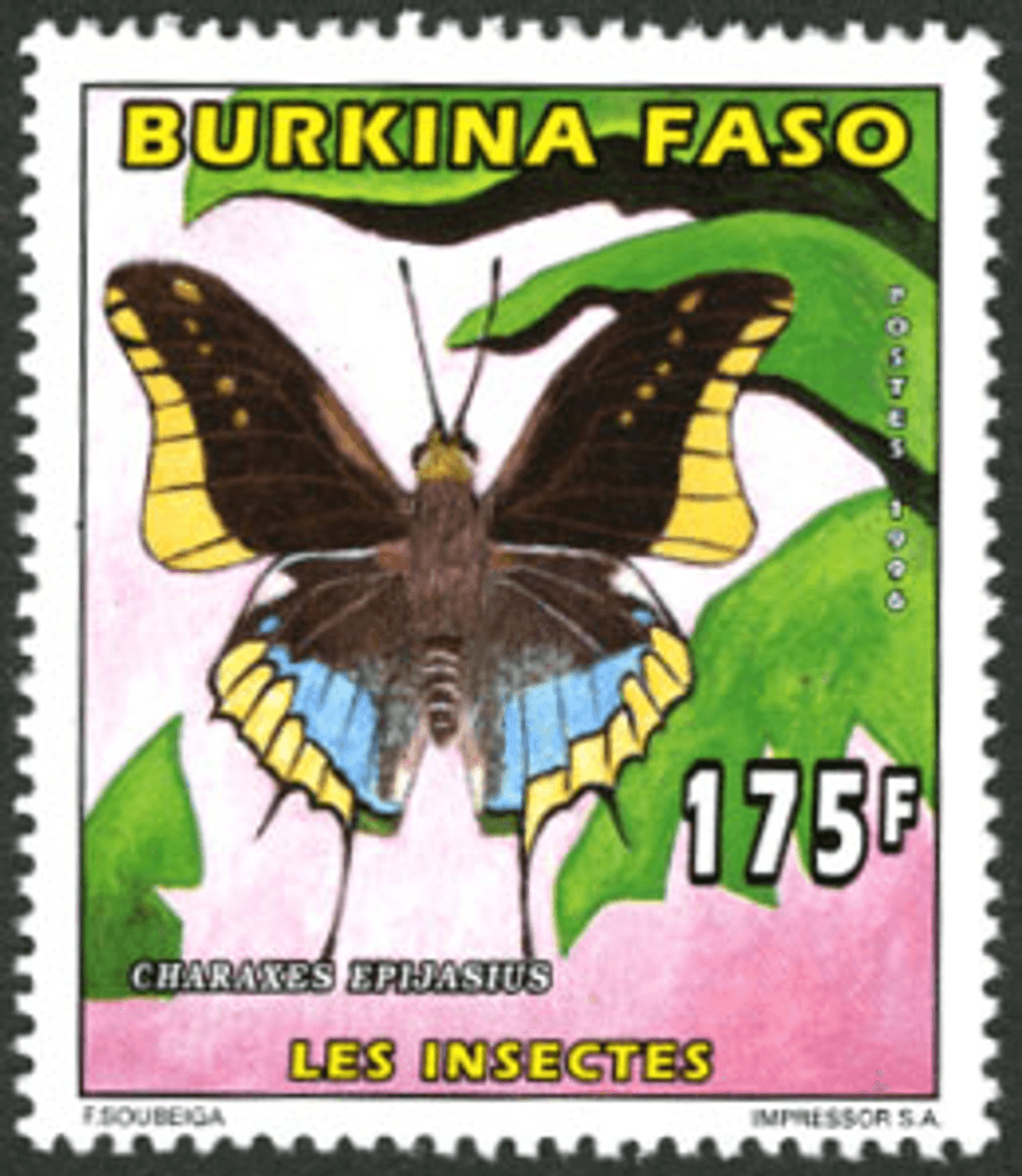 Butterflies / Insect