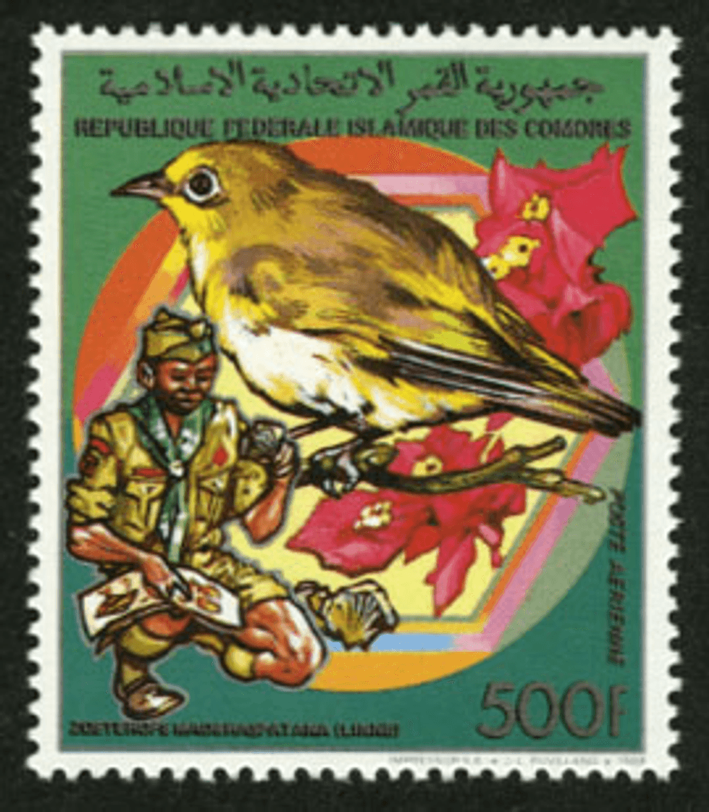 Scouting: Butterflies and Birds