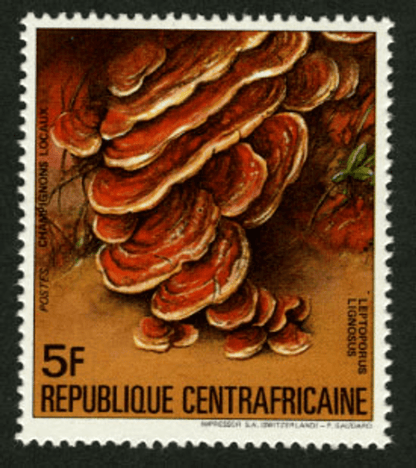 Local Mushrooms 1984