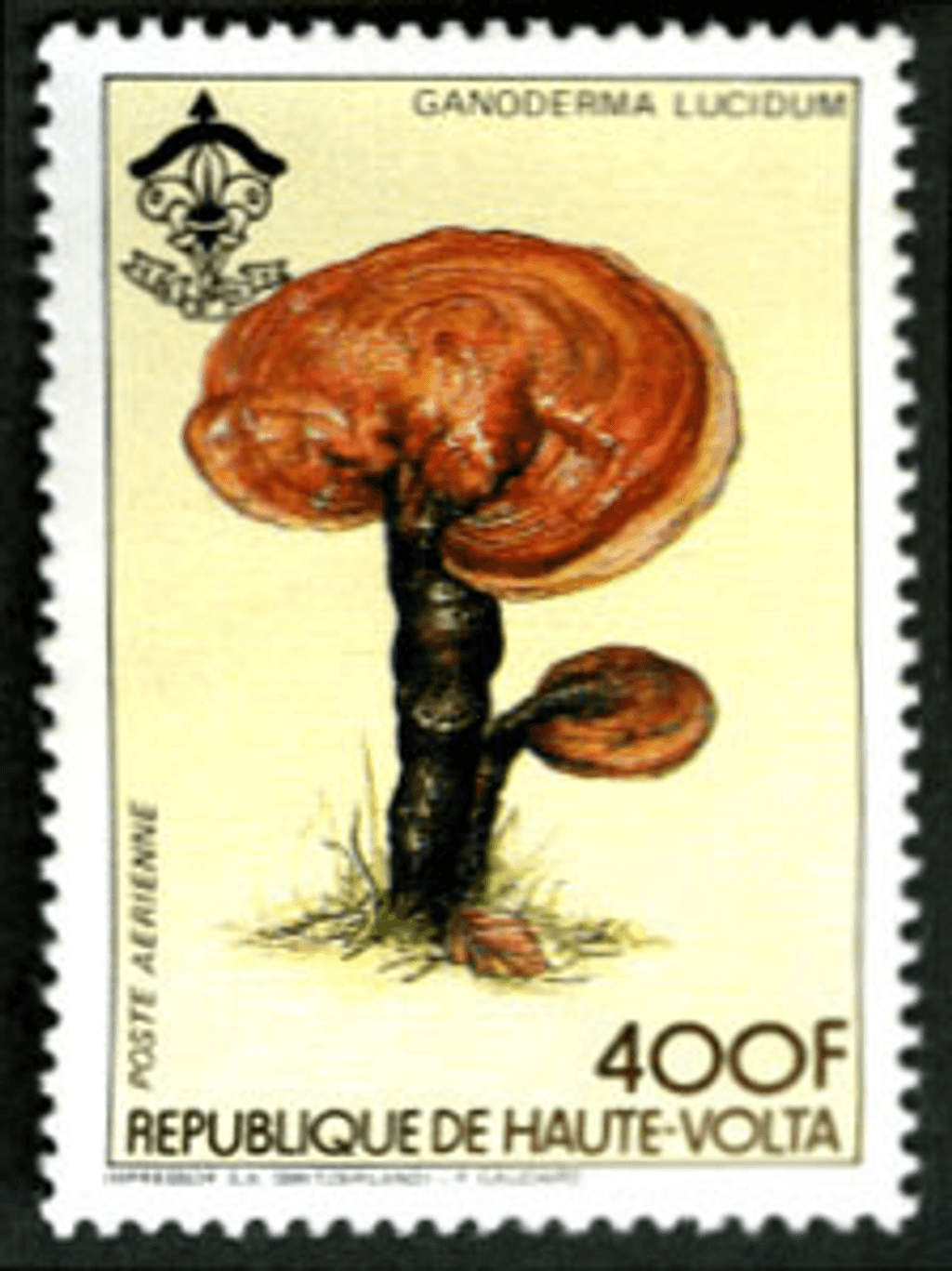HAUTE VOLTA , Flowers & Mushrooms