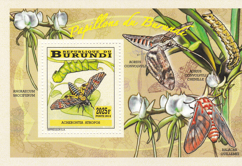 butterflies and caterpillars