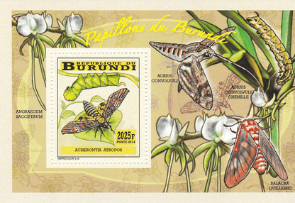 butterflies and caterpillars