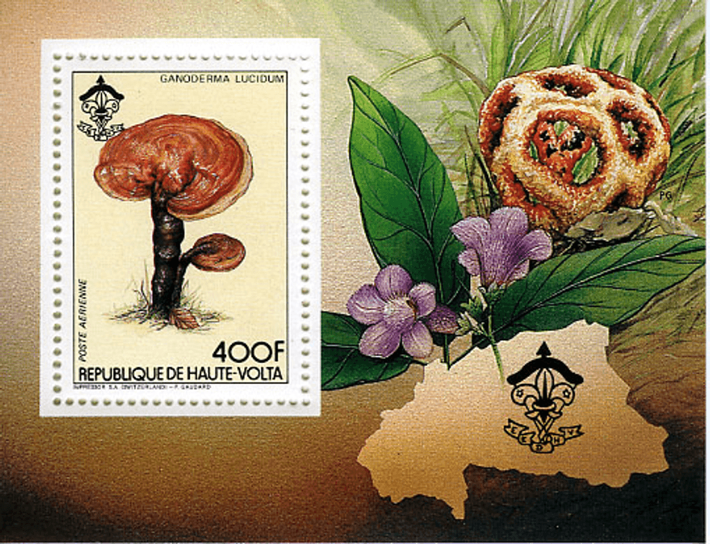 HAUTE VOLTA , Flowers & Mushrooms