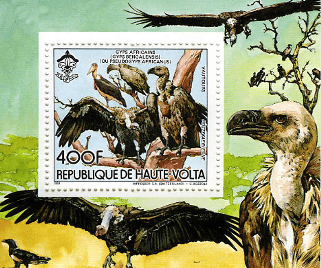 Fauna , Animals Monkeys / Falcon