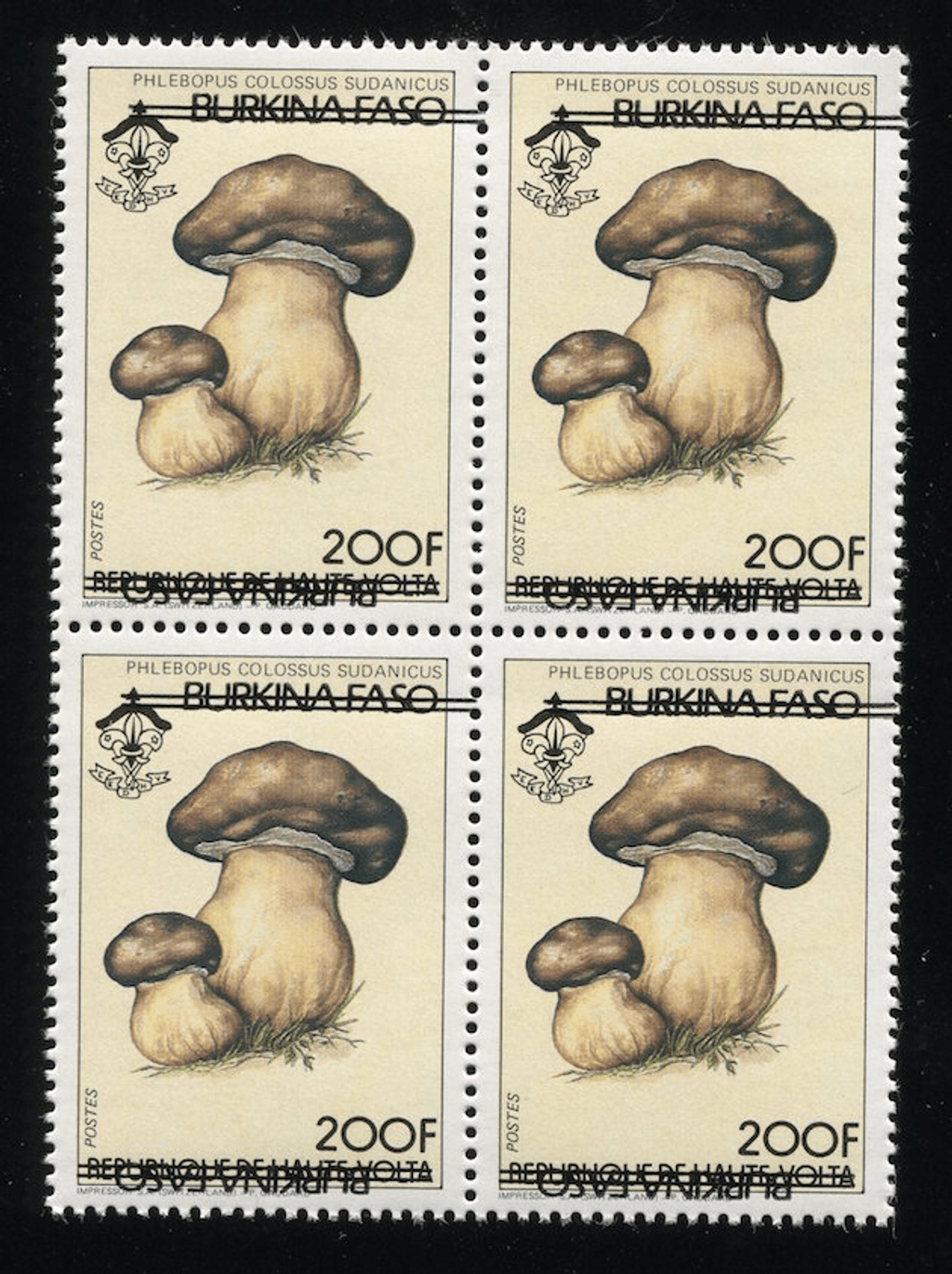 Mushrooms & flowers
