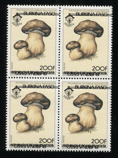 Mushrooms & flowers