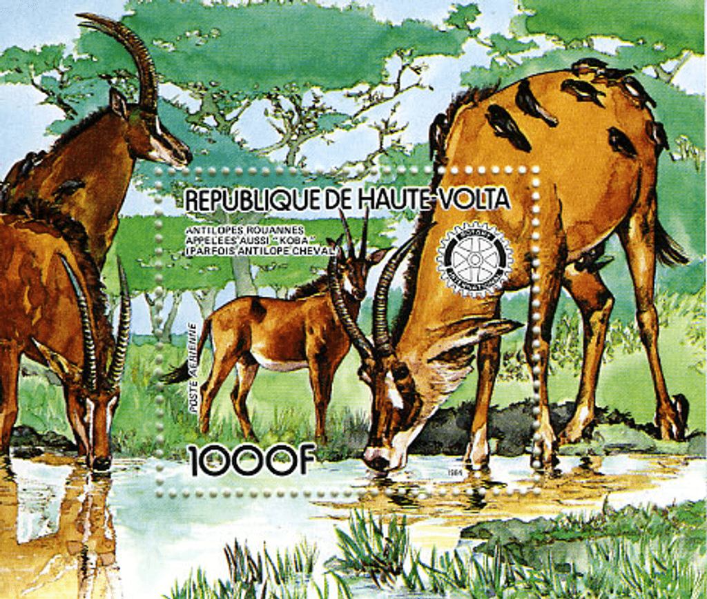 Fauna , Animals Monkeys / Falcon